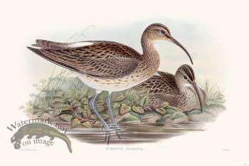 Gould Shore Bird 001